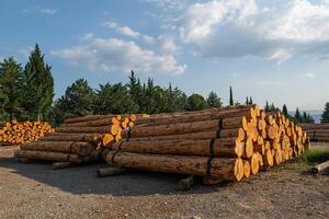 Felled trees stacked in the forest store. photo