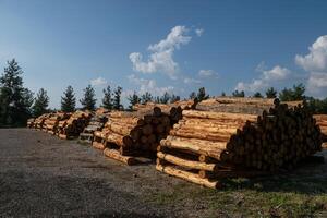 Felled trees stacked in the forest store. photo