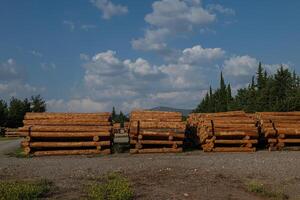 Felled trees stacked in the forest store. photo