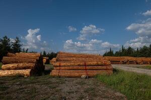 Felled trees stacked in the forest store. photo