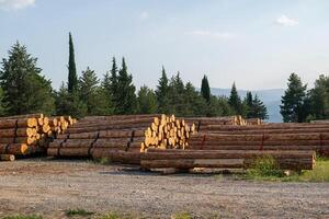 Felled trees stacked in the forest store. photo