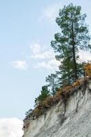 Pine trees with exposed roots. photo