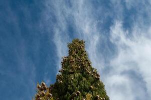 The tree, also known as cemetery cypress in Turkey, and its small cones. Cupressus sempervirens, cloudy sky background. photo