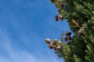 The tree, also known as cemetery cypress in Turkey, and its small cones. Cupressus sempervirens, cloudy sky background. photo