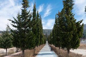 Walking path with cypress trees around it. photo