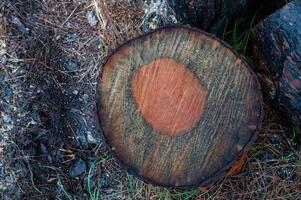 A tree cut down in the forest, wet from the rain. photo