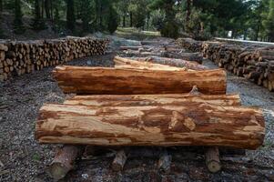Tree stumps piled up in the forest. Pine logs with the bark peeled off. photo
