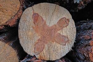 The texture of the annual rings of a pine tree stump. photo