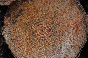 The texture of the annual rings of the pine tree stump and resin. photo