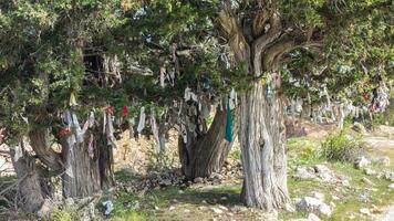 Trees with cloth tied to the branches for wishes. photo