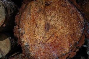 The texture of the annual rings of the pine tree stump and resin. photo