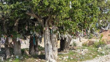 Trees with cloth tied to the branches for wishes. photo
