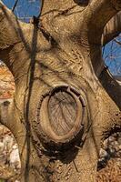 Detail resulting from pruning on the walnut tree trunk. photo