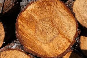 The texture of the annual rings of a pine tree stump. photo
