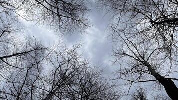 View of the treetops from bottom to top. photo