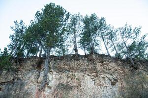 Pine trees with exposed roots. photo