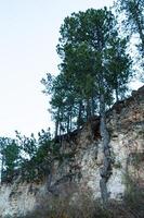 Pine trees with exposed roots. photo