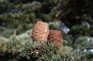 Fresh cones on the branch of a cedar tree. photo