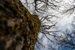 View of the treetops from bottom to top. photo