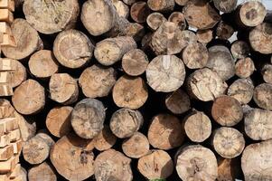 Cut trees stacked in a pile, close-up. photo