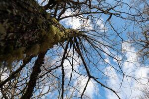 Sky angled tree branches, cloudy sky. photo