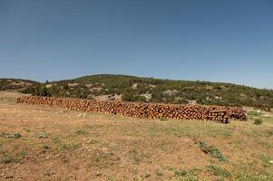 Pine logs cut and stacked in the forest. photo