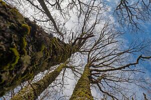 View of the treetops from bottom to top. photo
