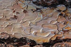 The natural texture of a brown pine tree. photo