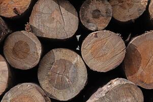 Cut trees stacked in a pile, close-up. photo