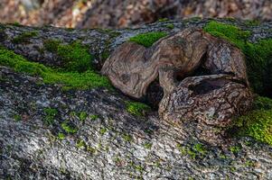 Abstract wood texture. Background for design solutions from a fragment of the wood texture of an old tree. photo