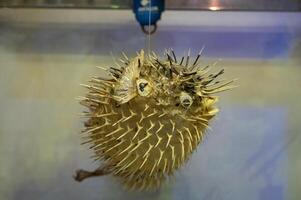 Stuffed Sea Urchin Fish, Second Name, Ball Fish, Diodon Latin Name, Side View. photo
