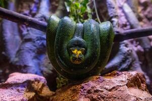 Morelia - snake, green python hanging twisted on a tree branch in tropical countries, ecotourism. photo