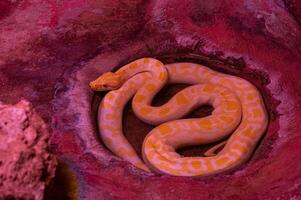 Snake on a black background. Ball python or Royal python. Albino morph. photo