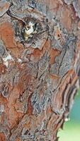 Cicada on a pine tree trunk. photo