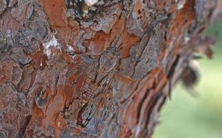 Cicada on a pine tree trunk. photo