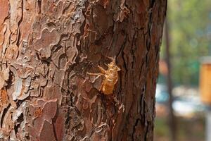 Cicada larva on a pine tree. photo