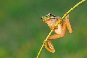 Tree frog clinging to a branch. photo