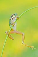 Tree frog clinging to a branch. photo