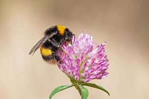 European Common Carder Bumble bee, Bombus pascuorum feeding on a pink clover flower photo