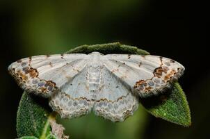 A lace border is sitting on a grass-stock. Scopula ornata photo