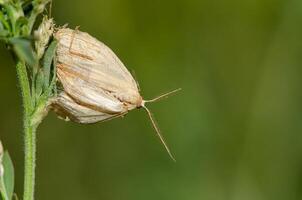 A moth on a plant leaf, green coloured background. photo