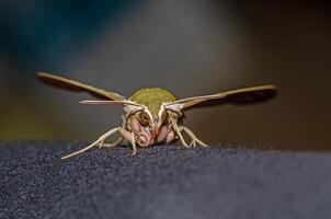 Moth butterfly, Spurge Hawk, Hyles Euphorbiae photo