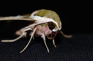 Moth butterfly, Spurge Hawk, Hyles Euphorbiae photo