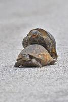 Two turtles mating. Turtle mating moment. photo