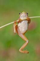 Tree frogs are acrobatic creatures. photo