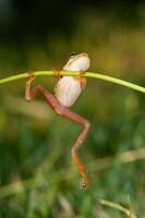 Tree frogs are acrobatic creatures. photo