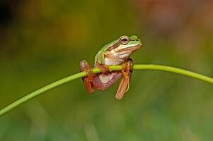 Tree frogs are acrobatic creatures. photo