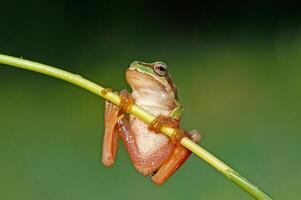 Tree frogs are acrobatic creatures. photo