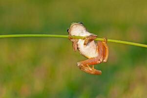 Tree frogs are acrobatic creatures. photo