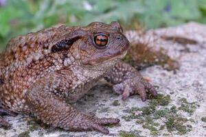 Close-up of common frog Bufo bufo in natural ecosystem. photo